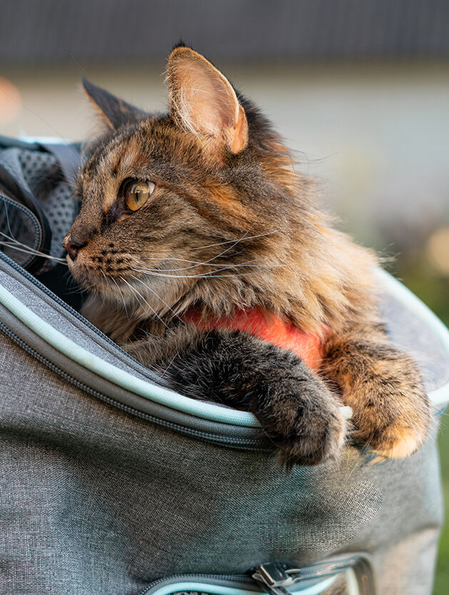 cat peeking out of backpack carrier